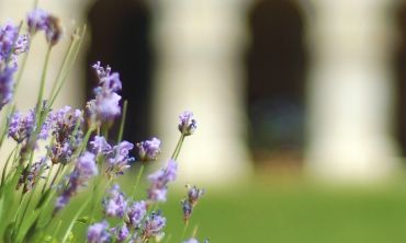 Lavender at Worcester